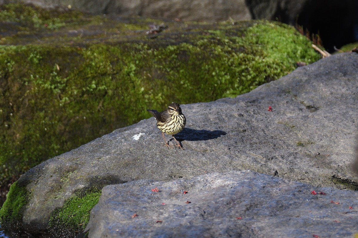 Northern Waterthrush - ML614489262