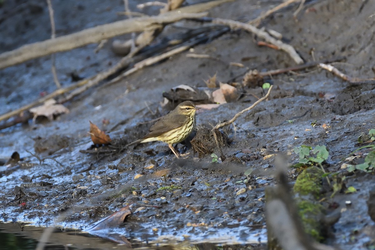 Northern Waterthrush - ML614489263