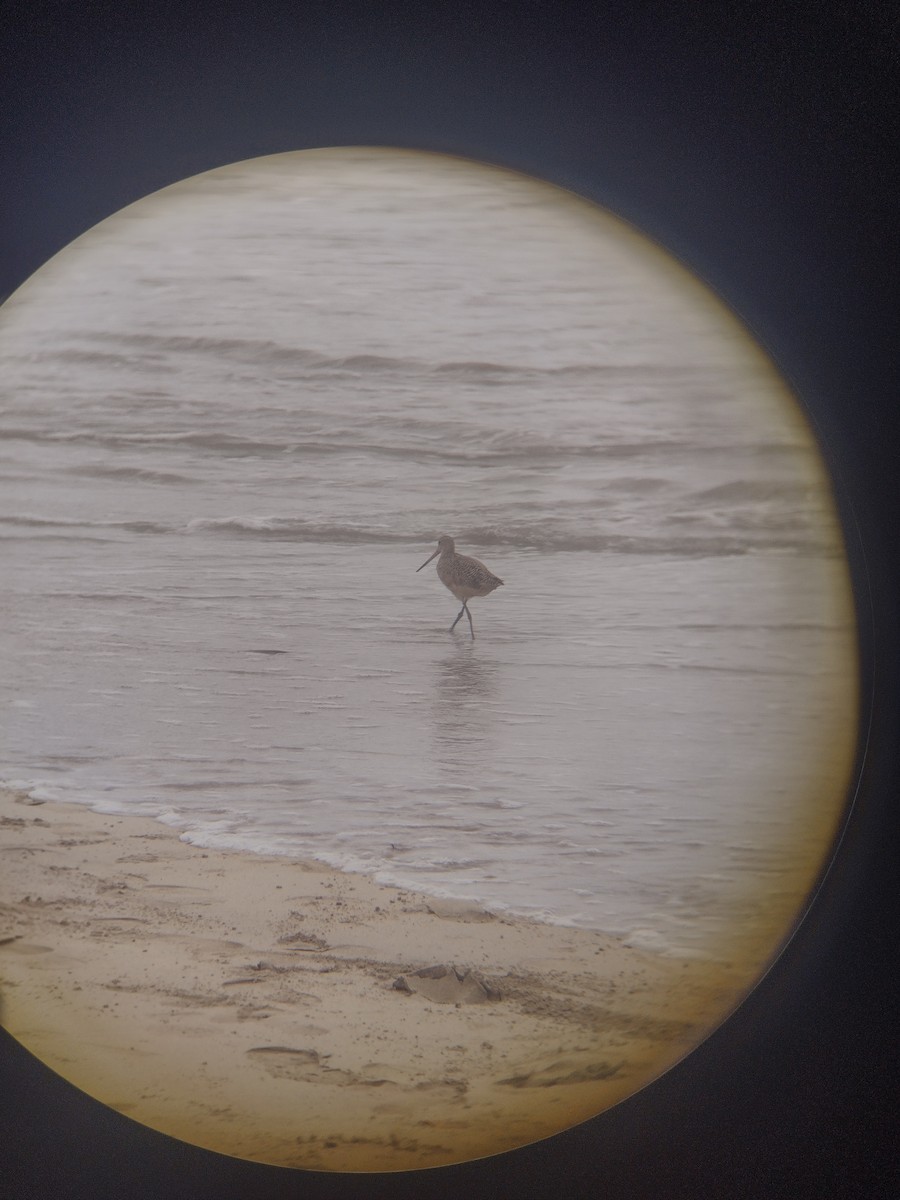 Marbled Godwit - ML614489284