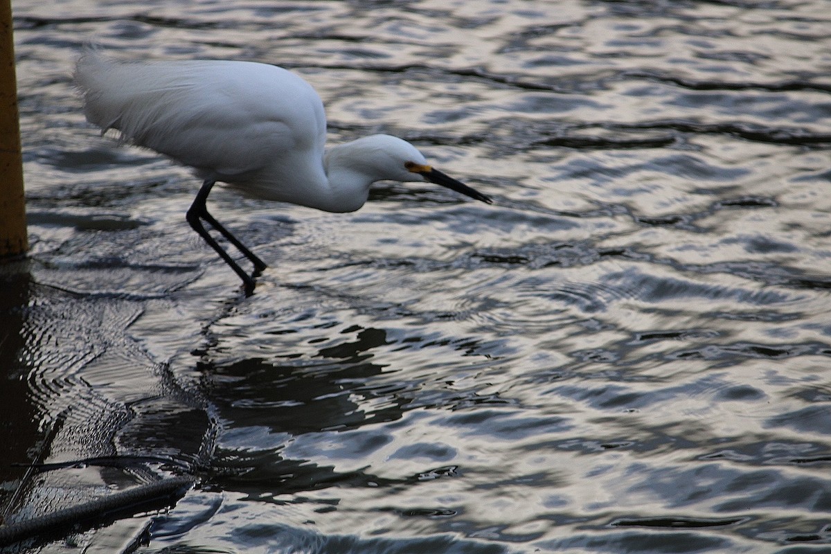 Snowy Egret - ML614489424