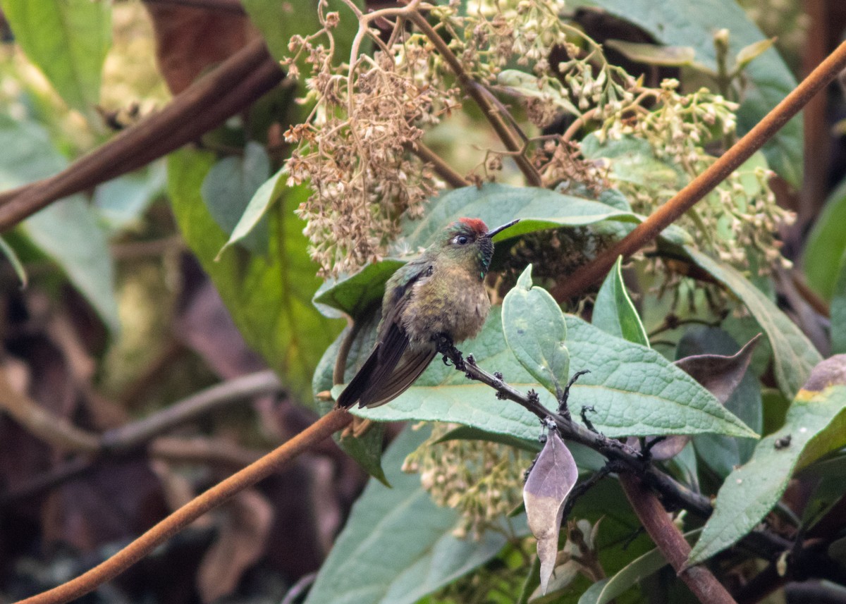 Rufous-capped Thornbill - Silvia Faustino Linhares