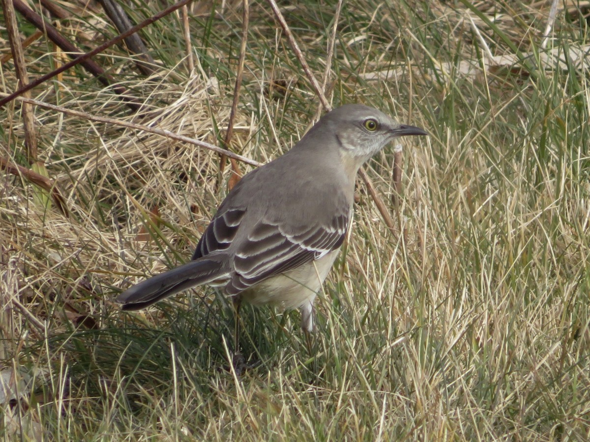 Northern Mockingbird - Deb Caron