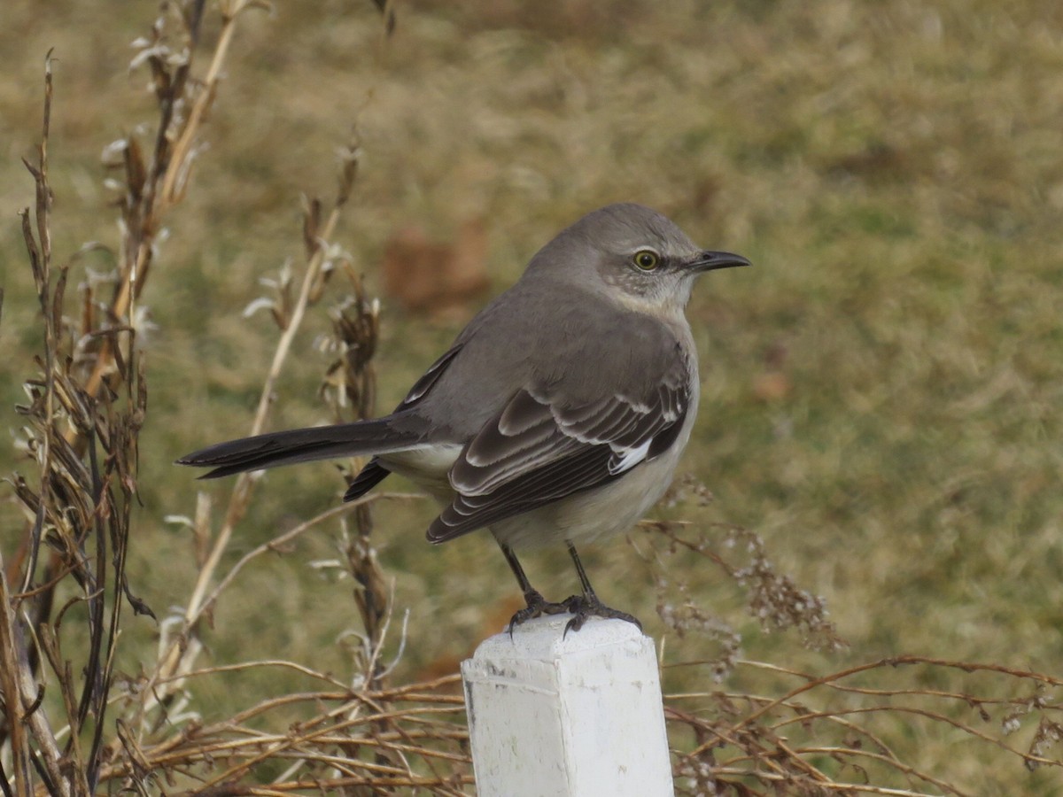 Northern Mockingbird - Deb Caron