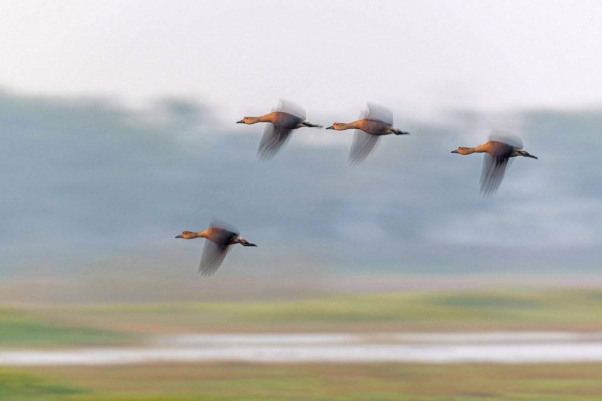 Lesser Whistling-Duck - ML614489545