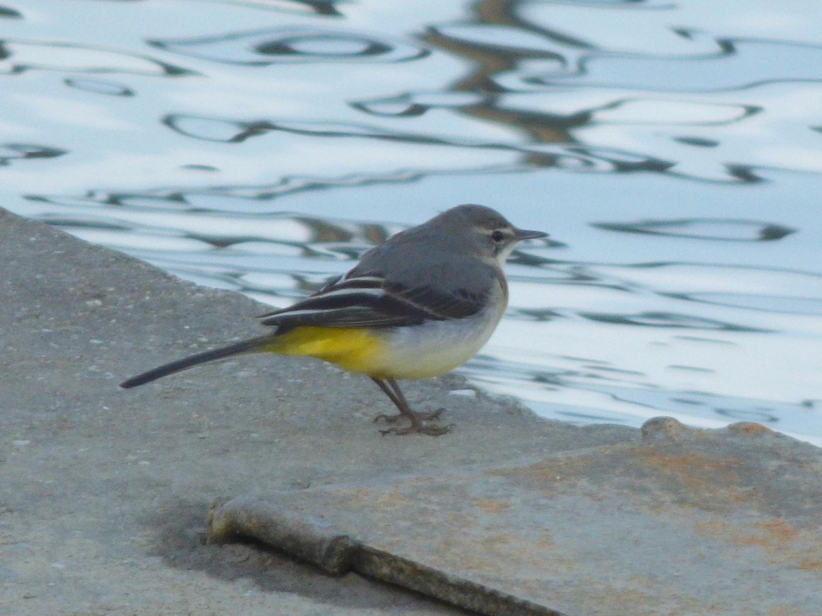 Gray Wagtail - ML614489635