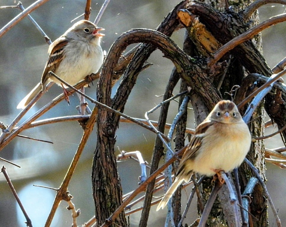 Field Sparrow - Douglas White