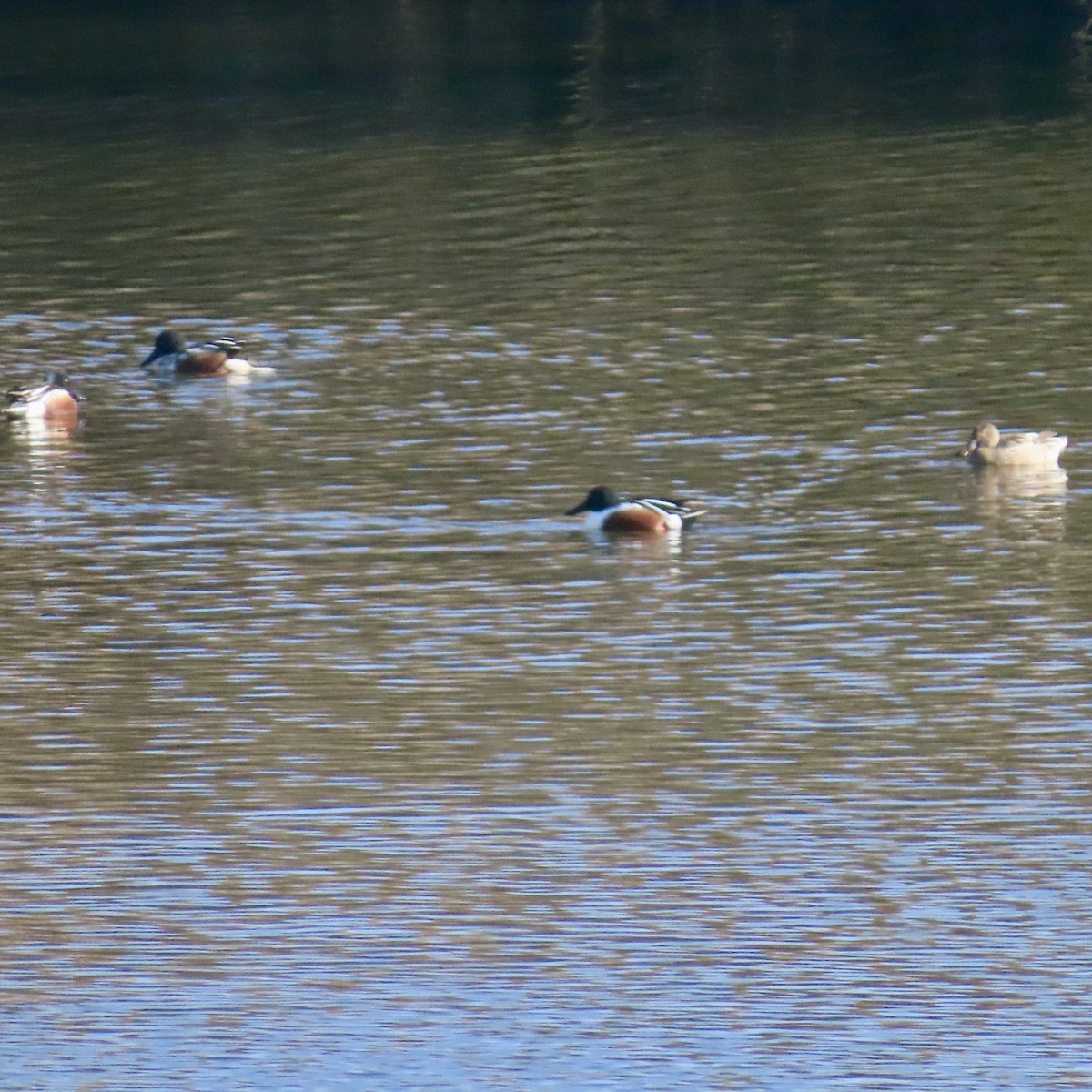 Northern Shoveler - ML614489670