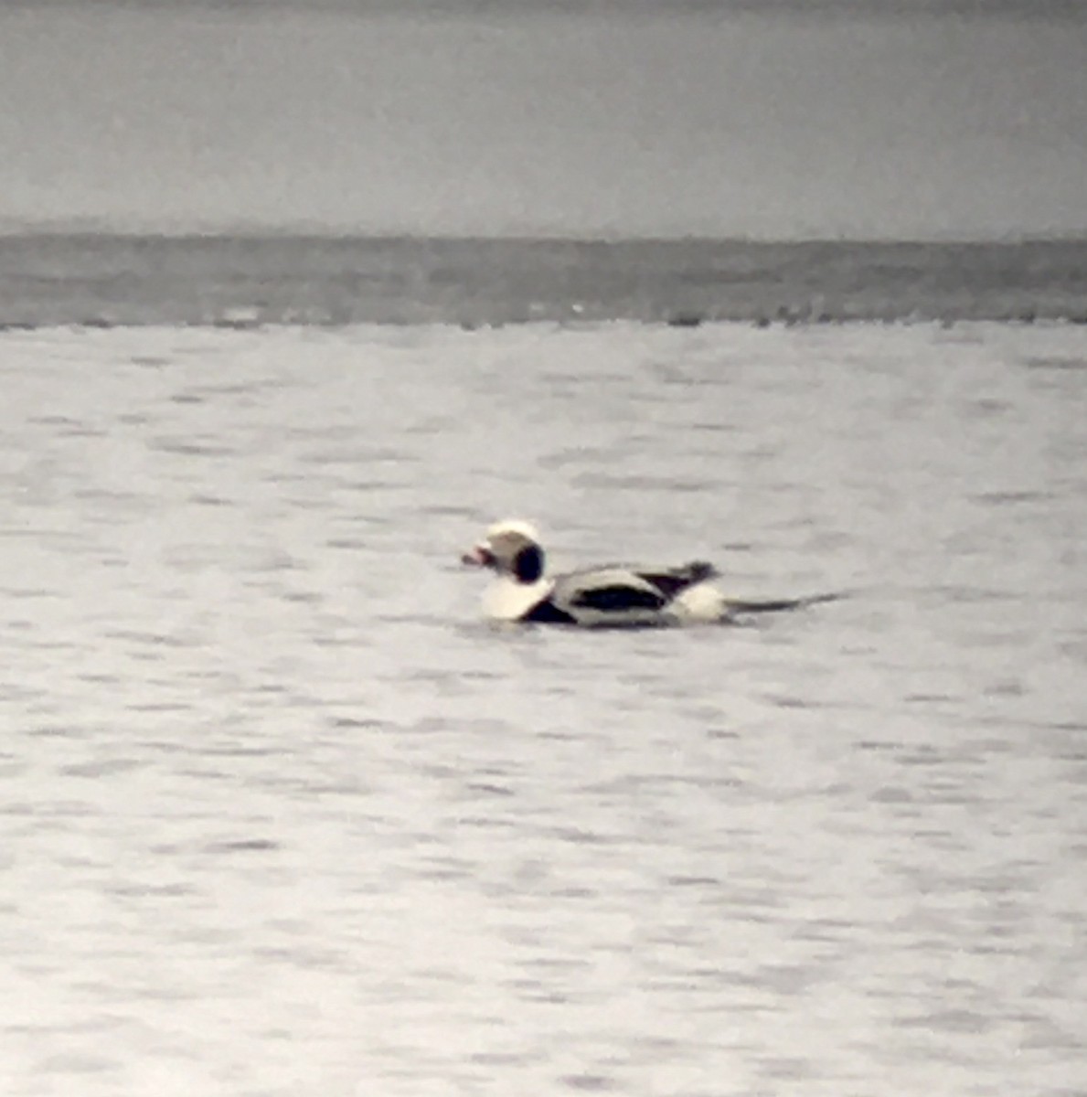 Long-tailed Duck - Lance Vrieze