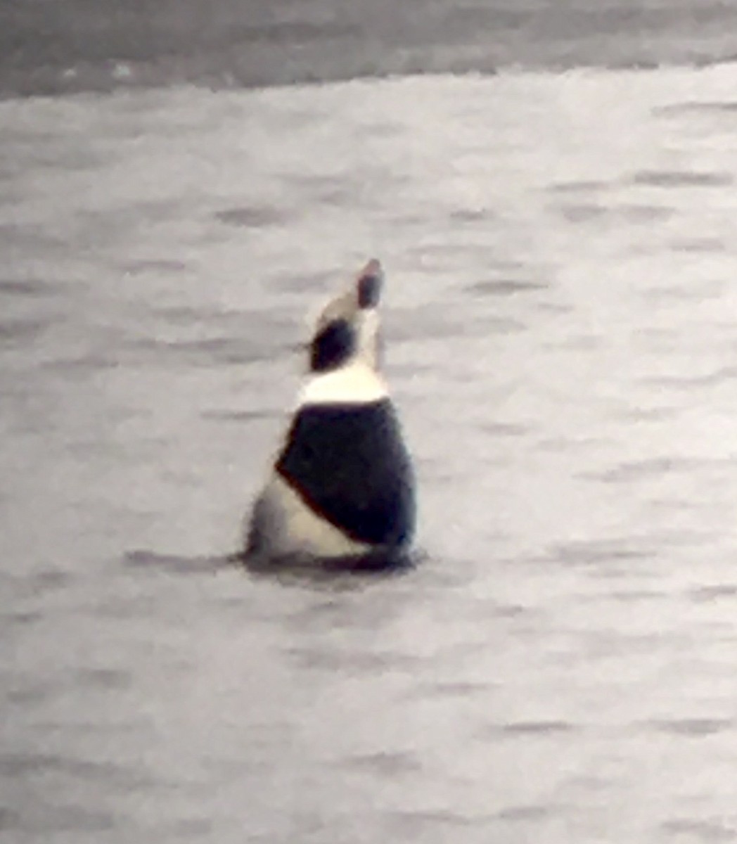 Long-tailed Duck - ML614489711