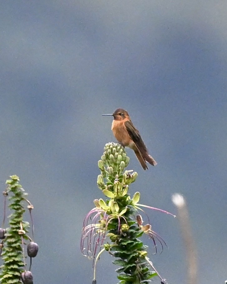 Colibri étincelant - ML614489799