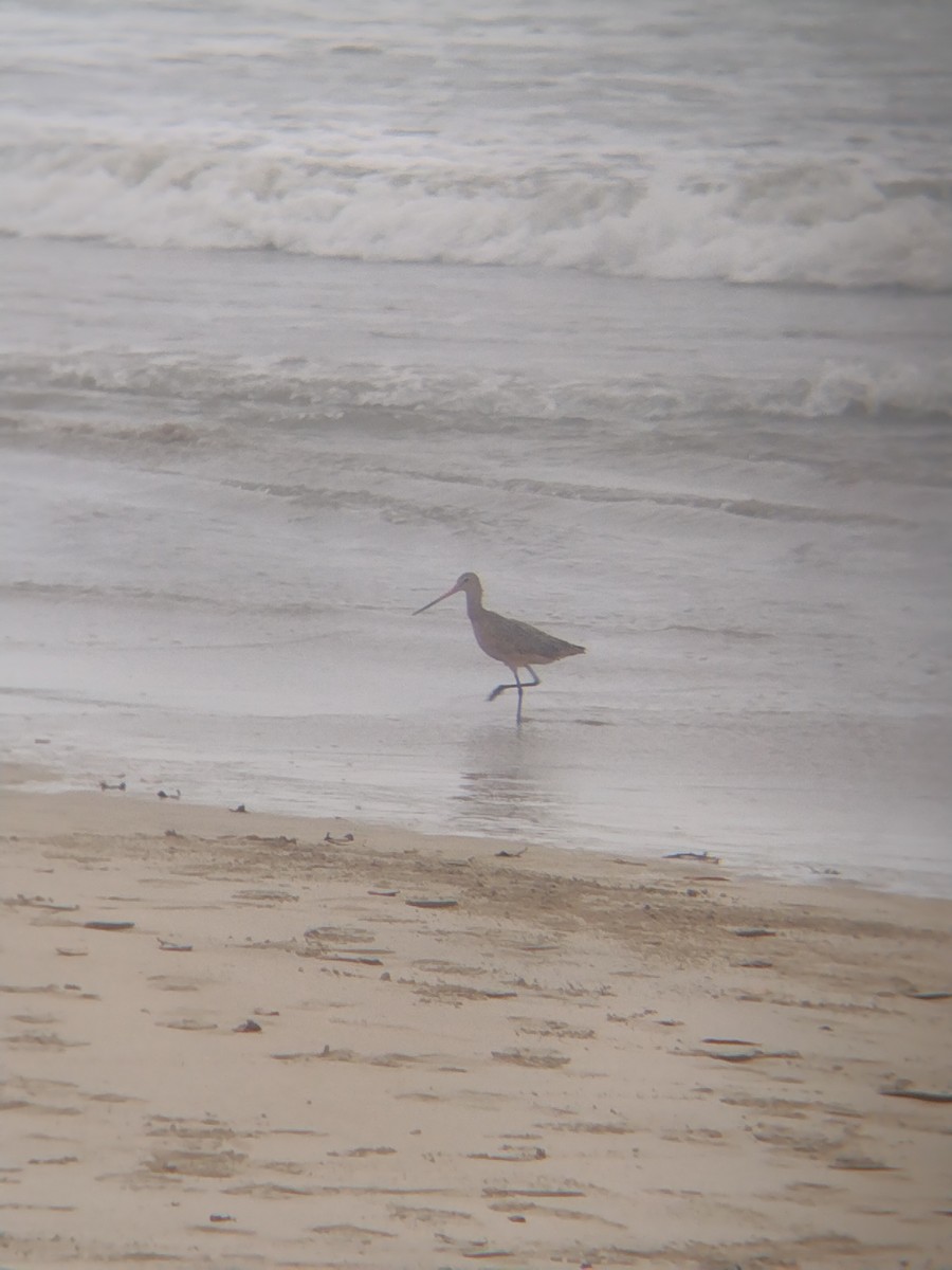 Marbled Godwit - ML614489839