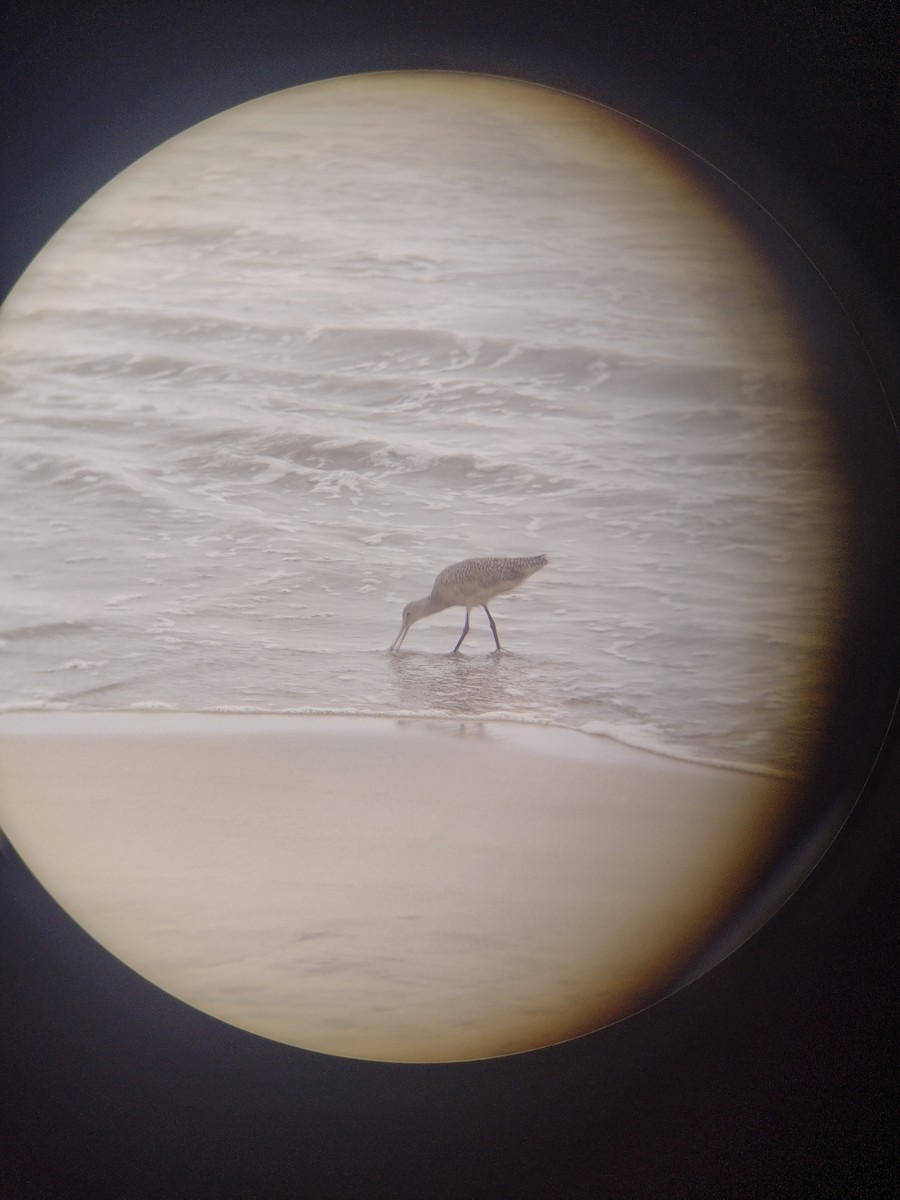 Marbled Godwit - ML614489843