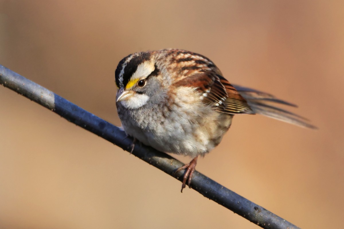 White-throated Sparrow - ML614489857