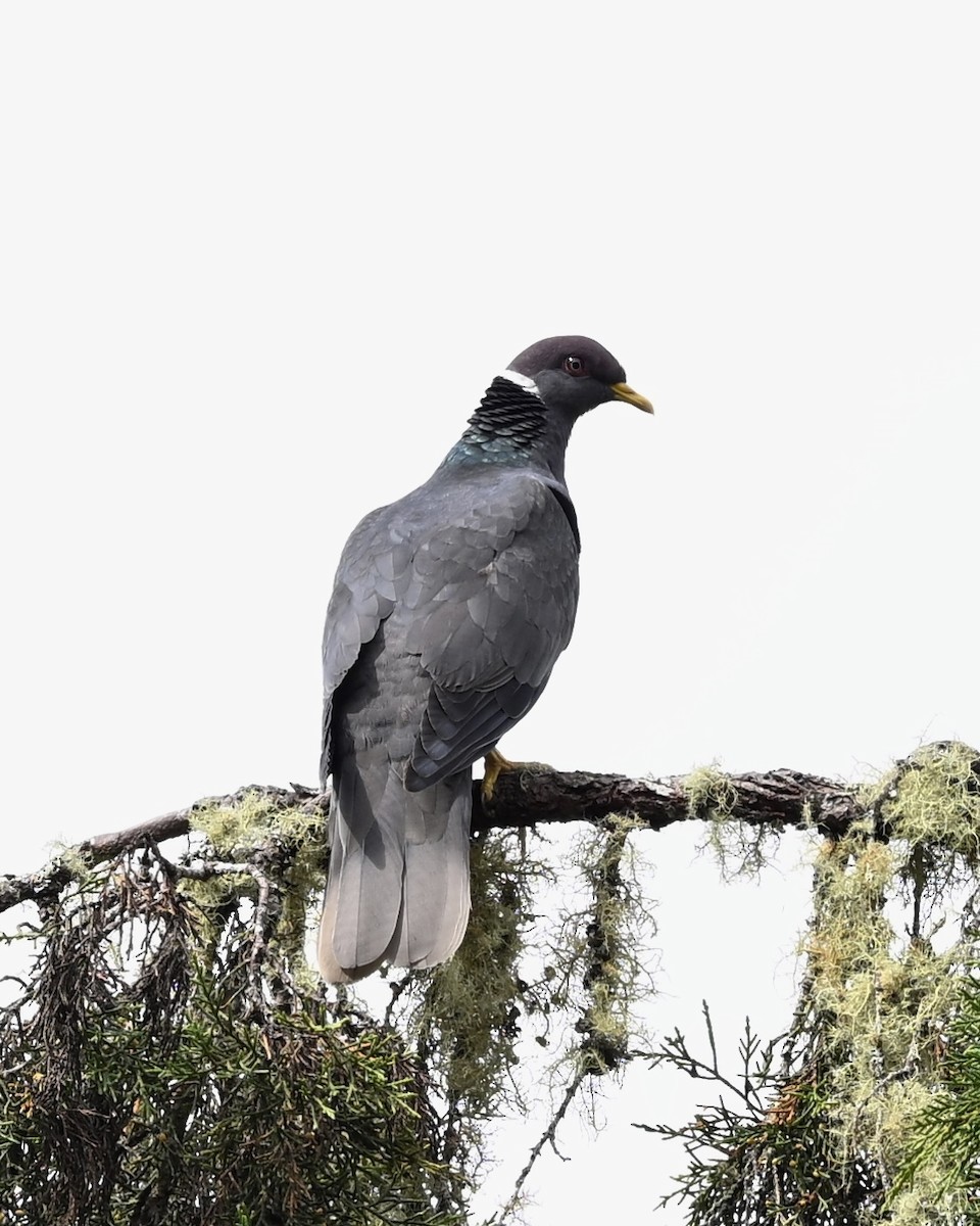 Pigeon à queue barrée (groupe albilinea) - ML614489873