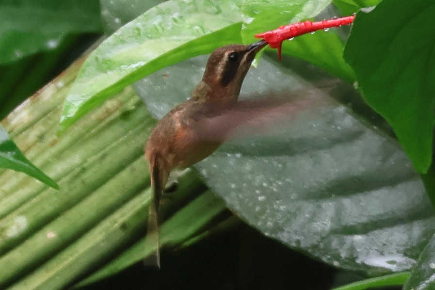 Stripe-throated Hermit - ML614489909