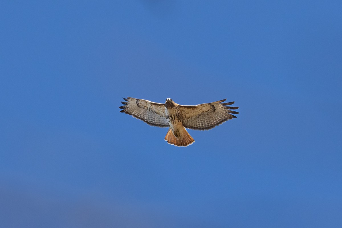 Red-shouldered Hawk - ML614489959