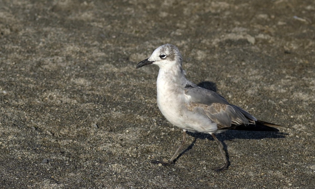 Laughing Gull - ML614489970