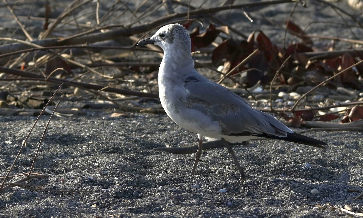 Laughing Gull - ML614489971