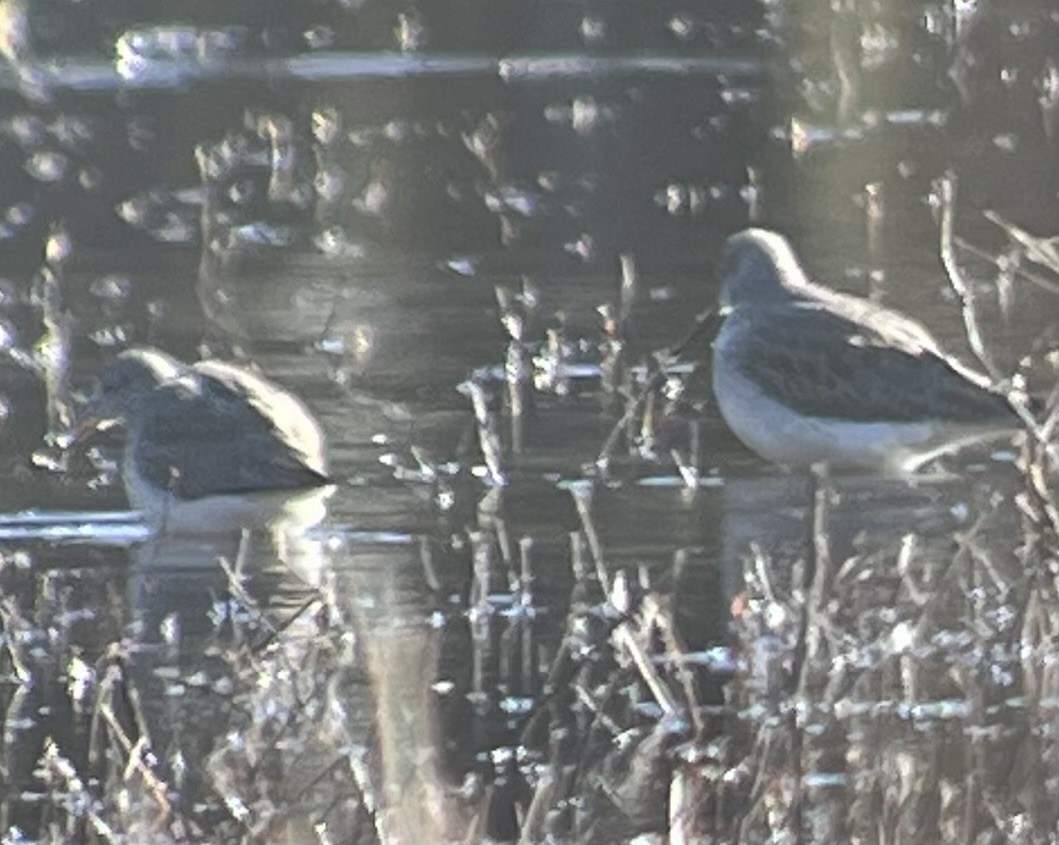 Lesser Yellowlegs - ML614489976