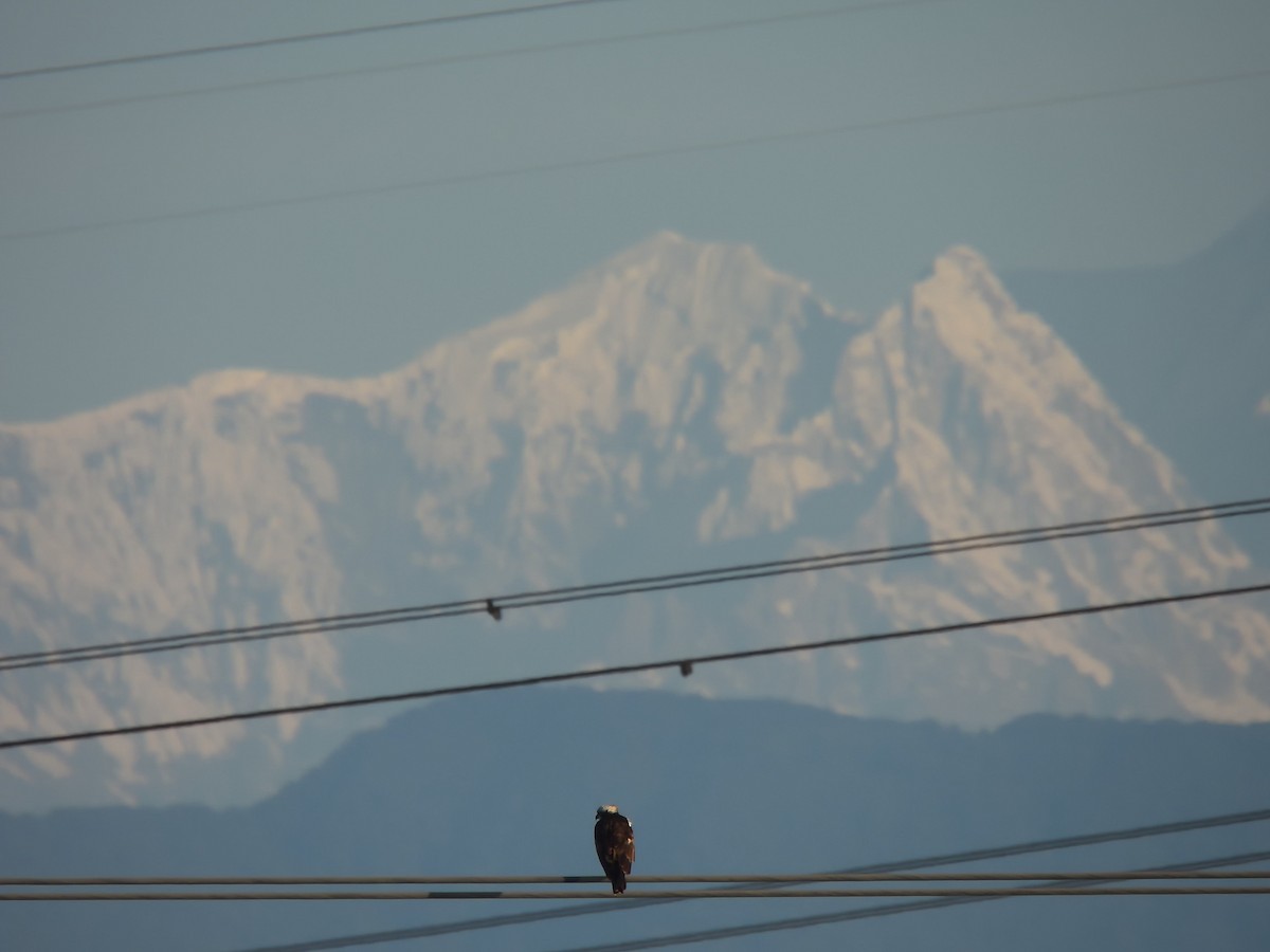 Osprey - ML614490062