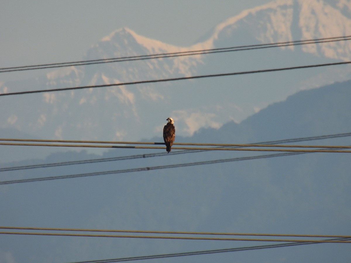 Osprey - ML614490063