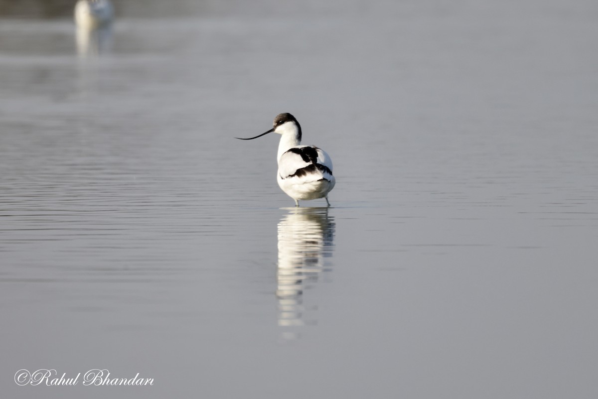 Pied Avocet - ML614490066