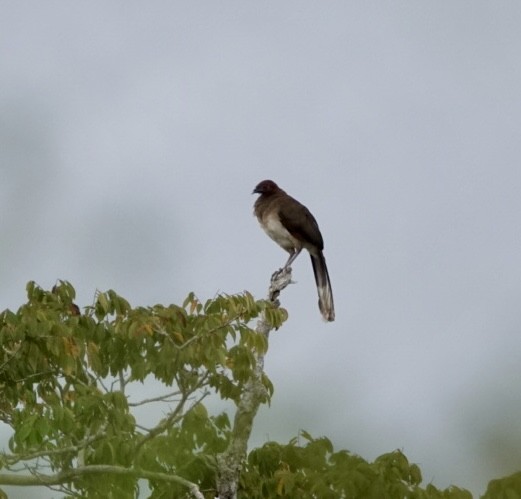 Chachalaca Alirroja - ML614490081