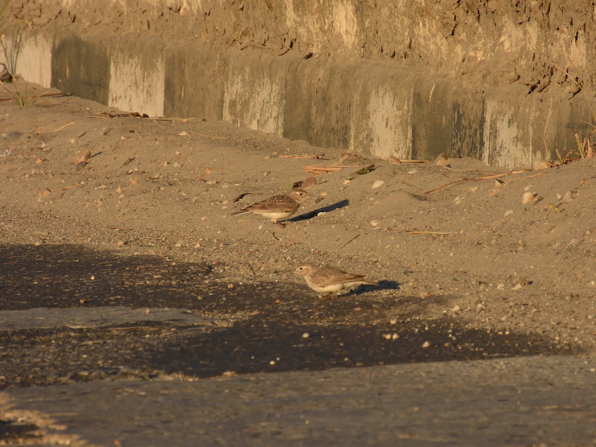 Sand Lark - ML614490083