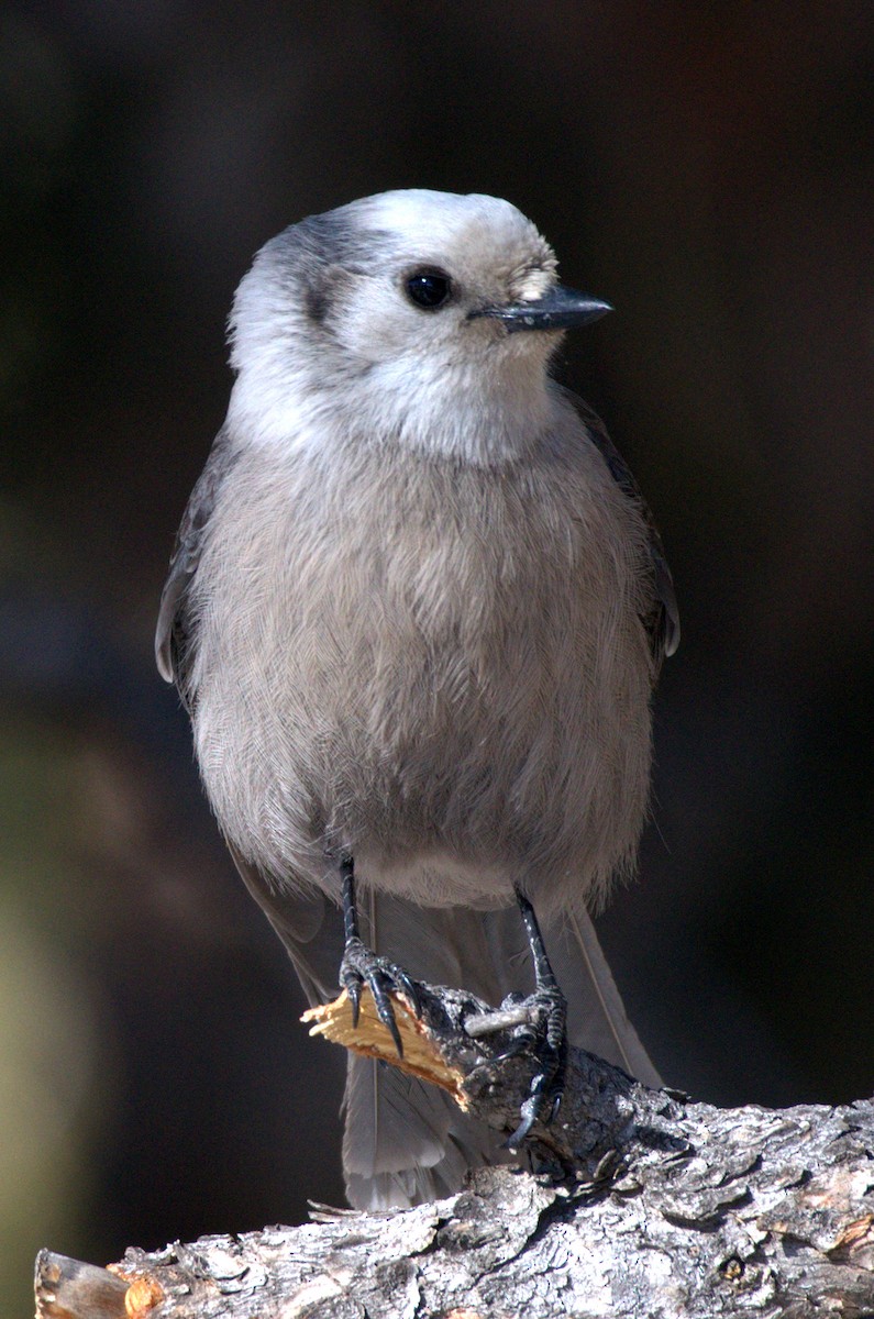 Canada Jay (Rocky Mts.) - Leslie Holzmann