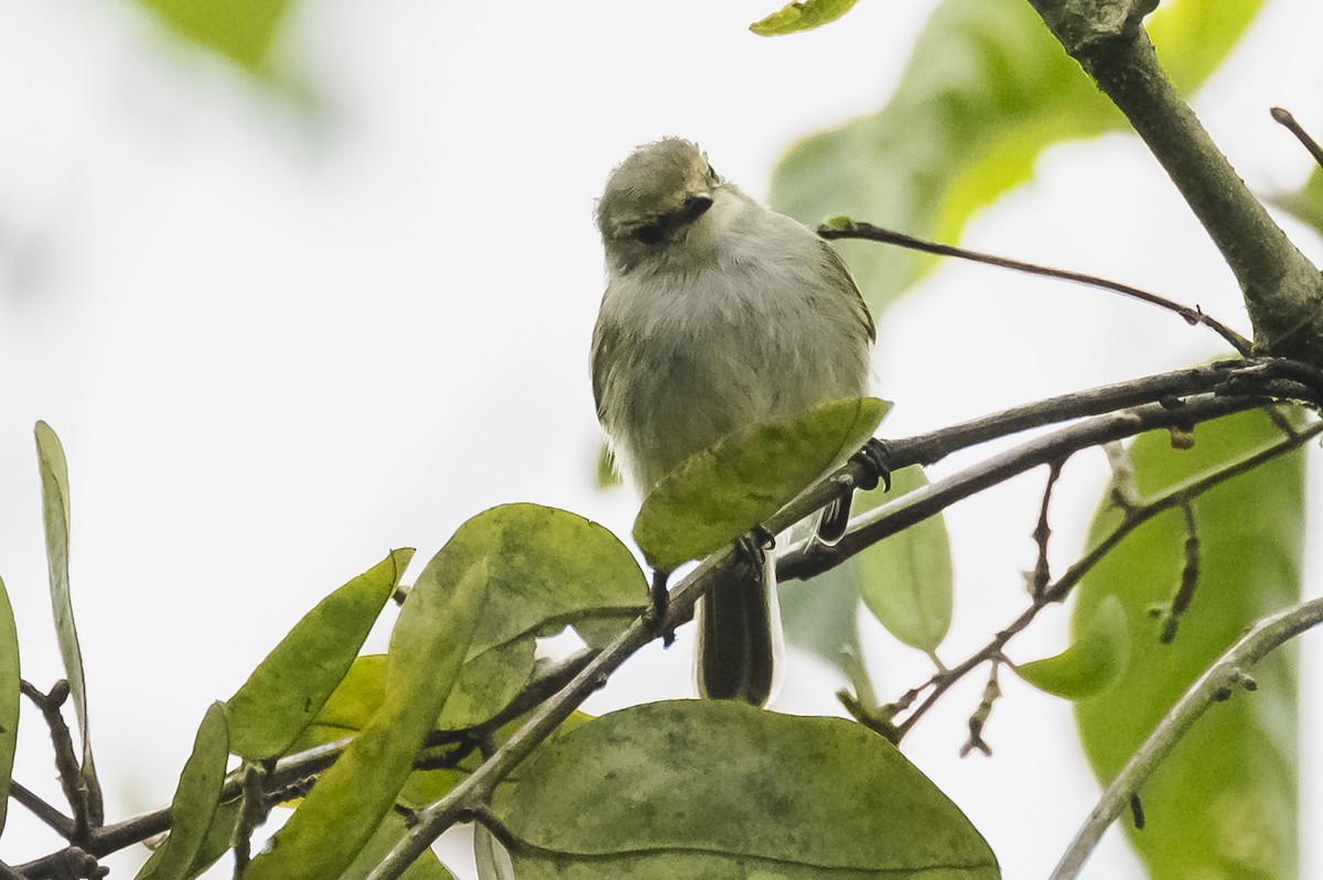 Choco Tyrannulet - Amed Hernández