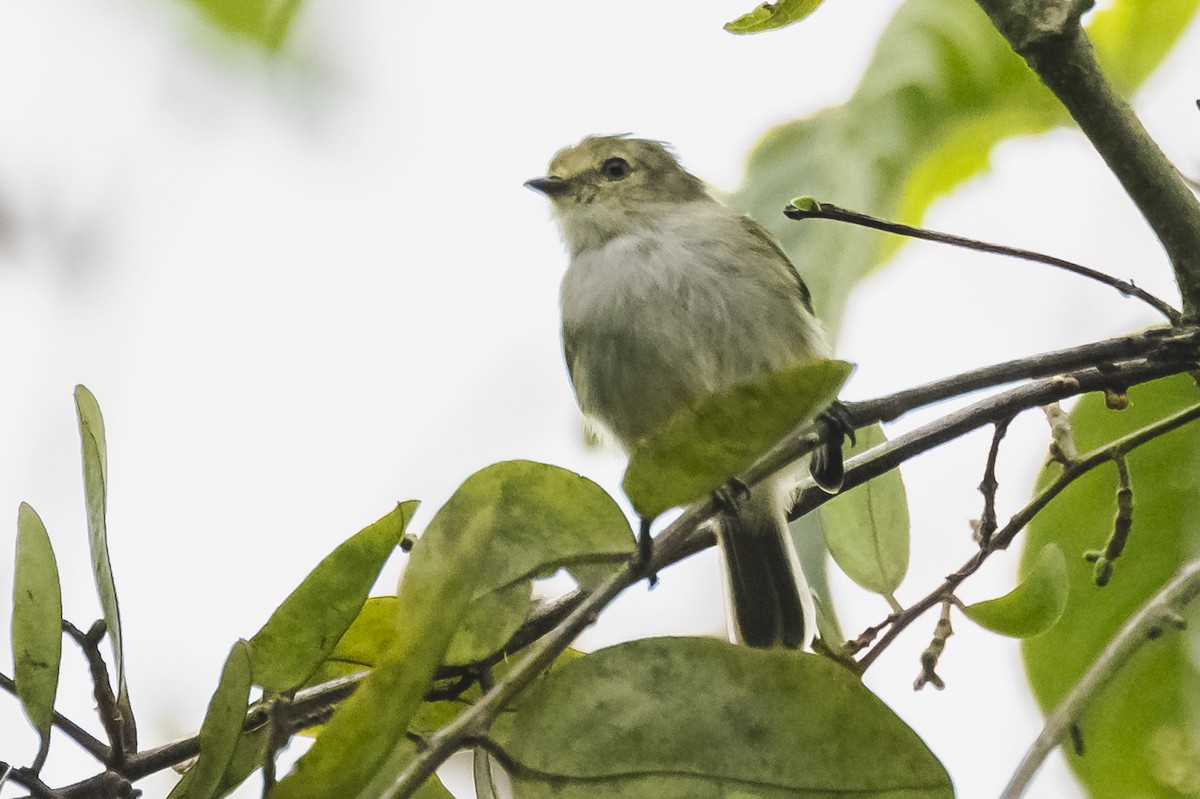 Choco Tyrannulet - Amed Hernández