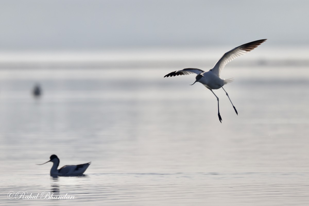 Pied Avocet - Rahul Bhandari