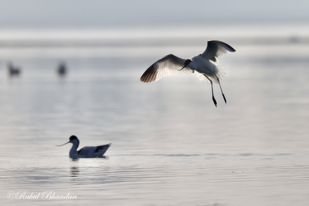 Pied Avocet - Rahul Bhandari