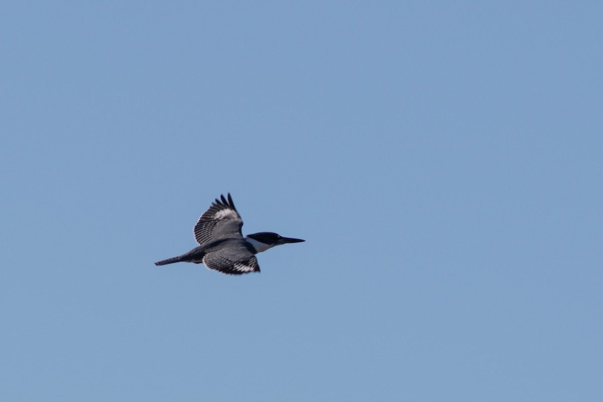 Belted Kingfisher - ML614490250