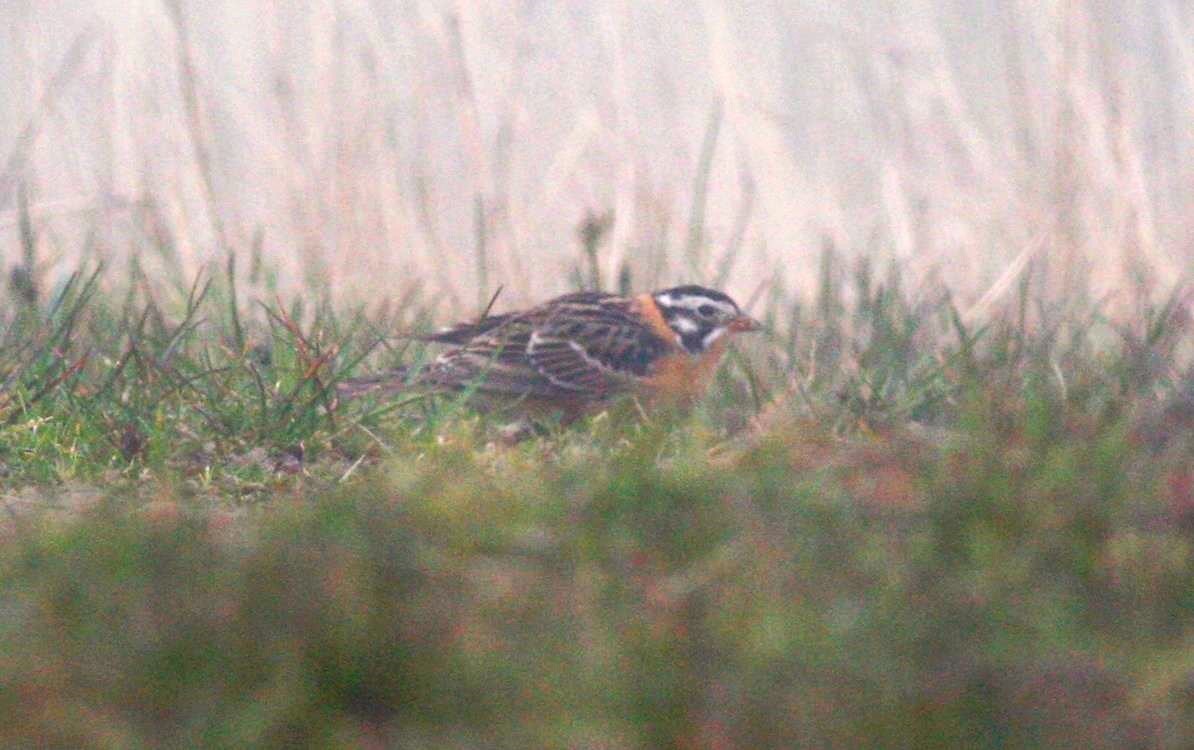 Smith's Longspur - ML614490258