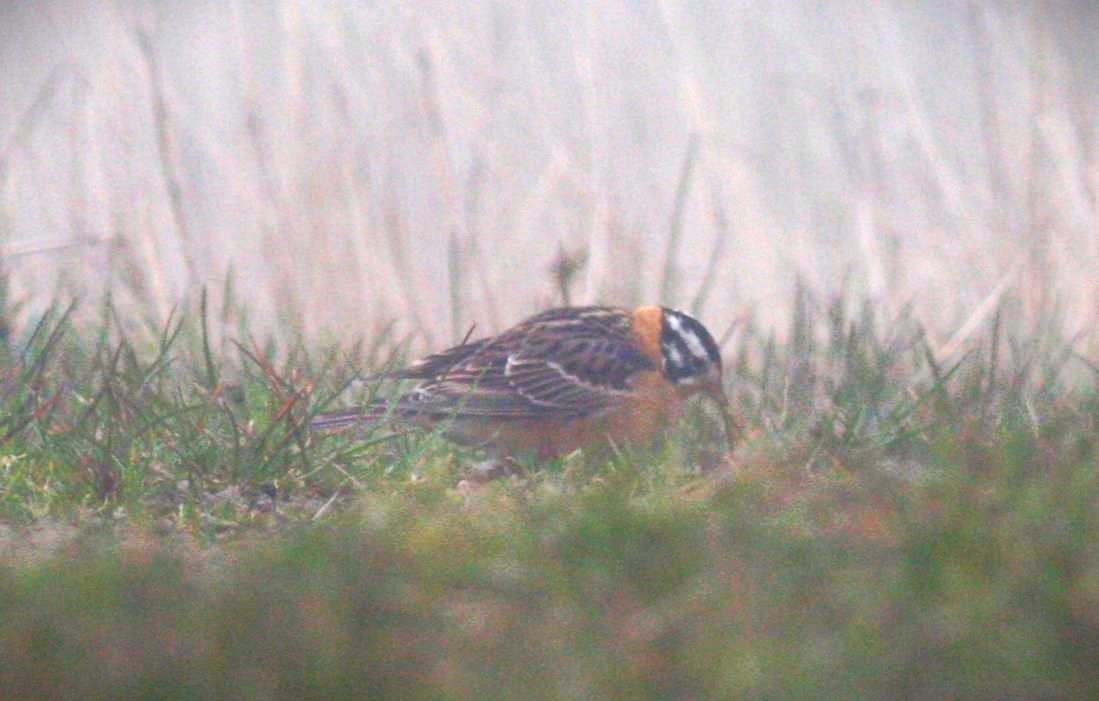 Smith's Longspur - ML614490259