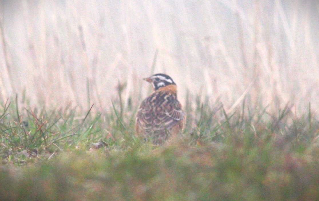 Smith's Longspur - ML614490260