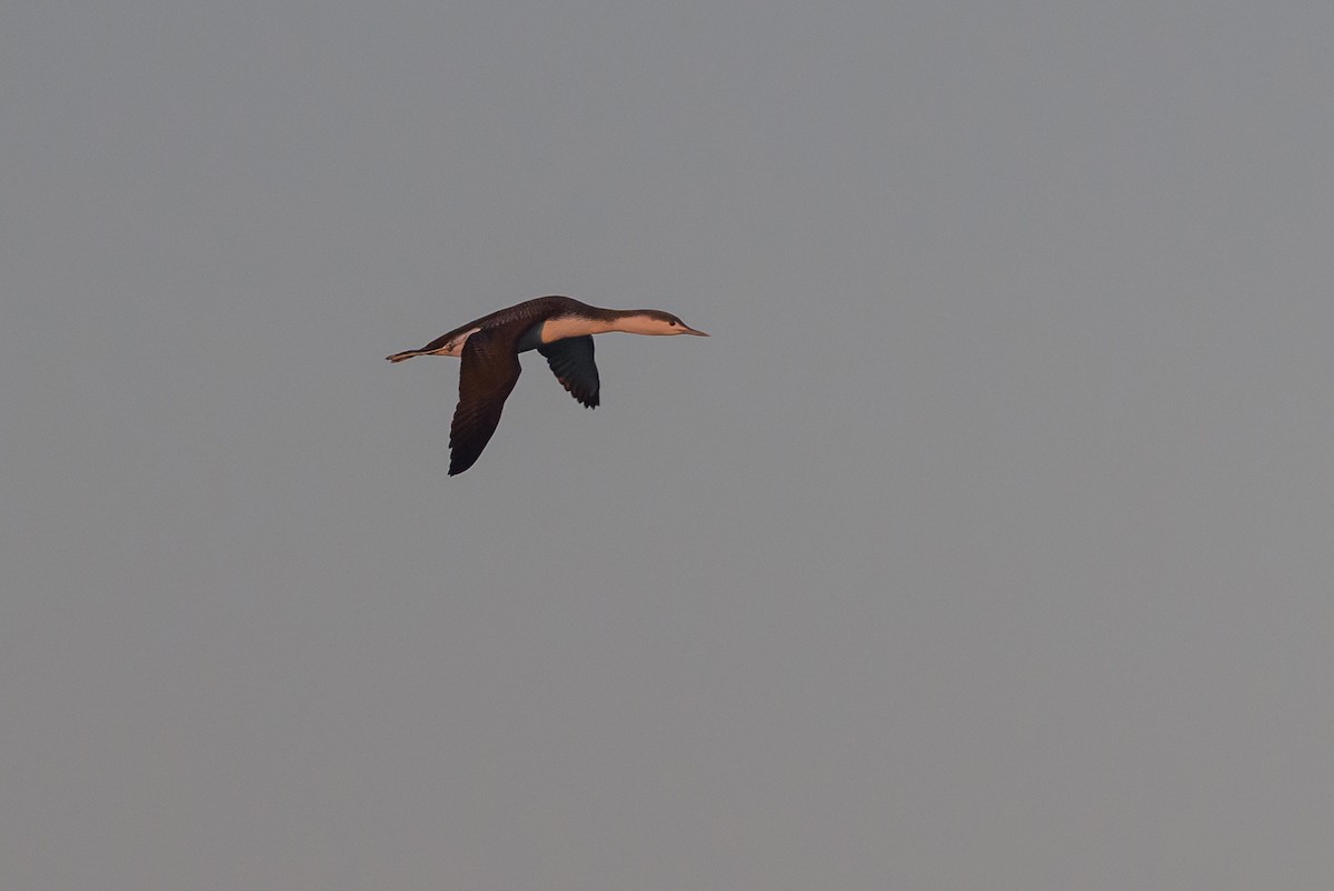 Red-throated Loon - ML614490262