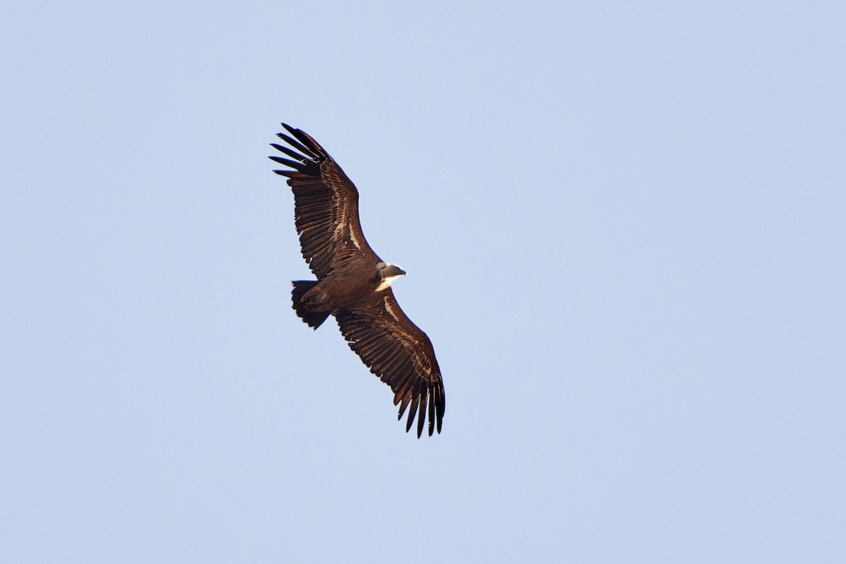 gåsegribb - ML614490300