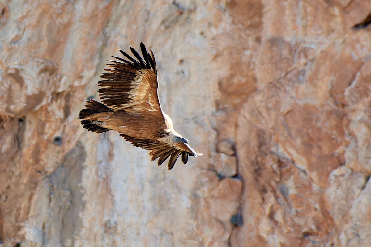 gåsegribb - ML614490303