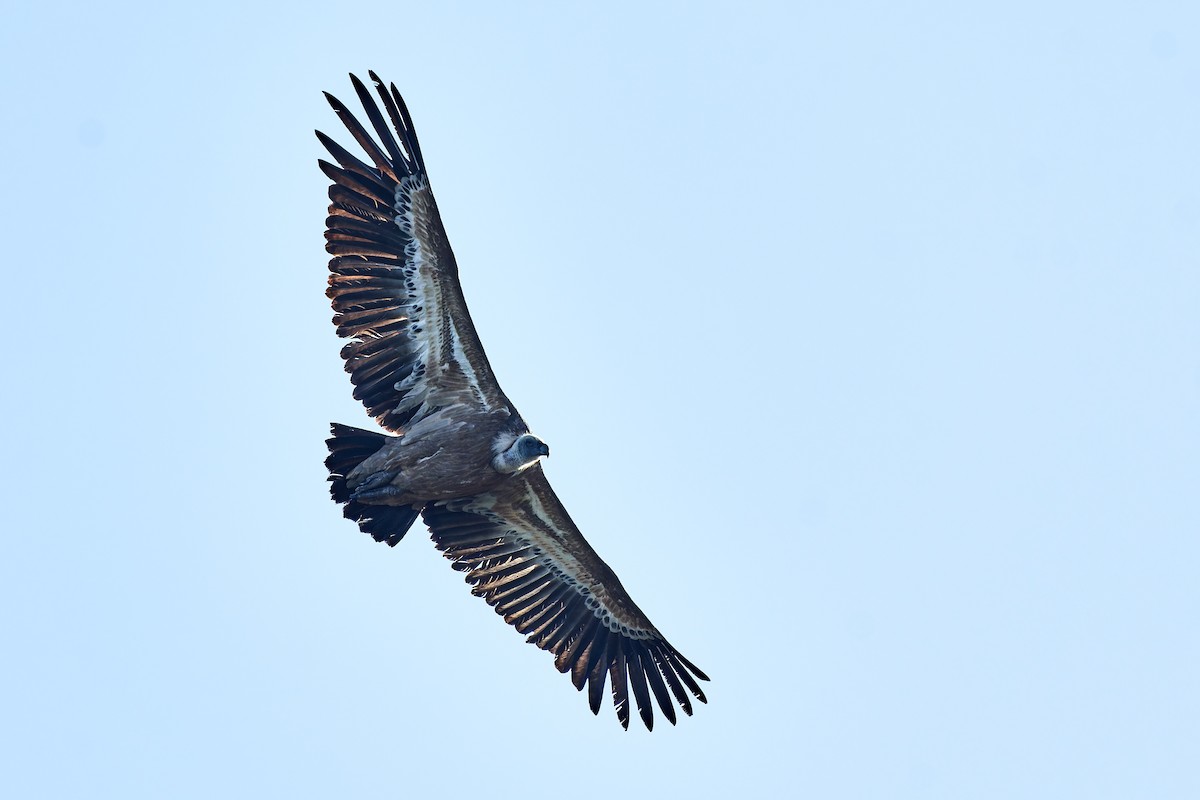 gåsegribb - ML614490304