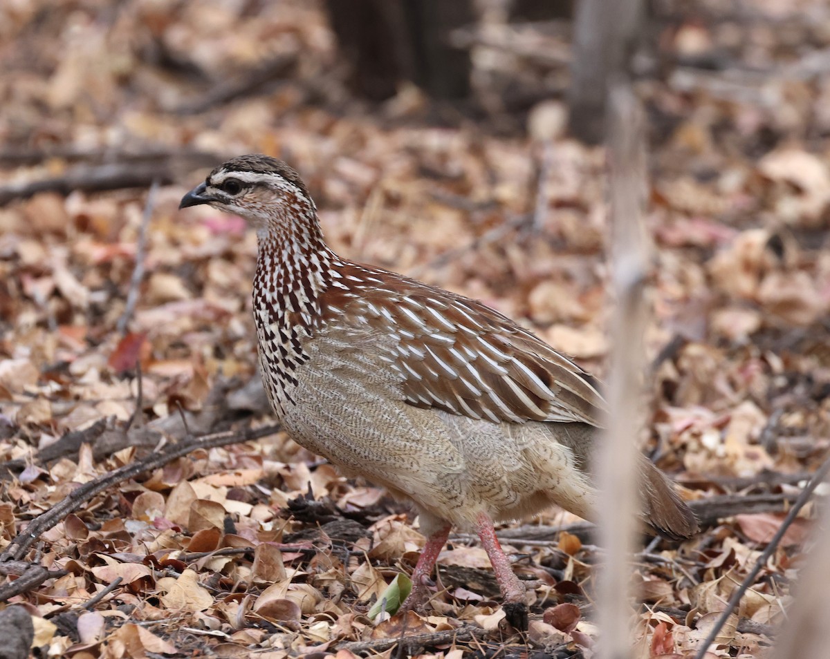 Crested Francolin - ML614490337