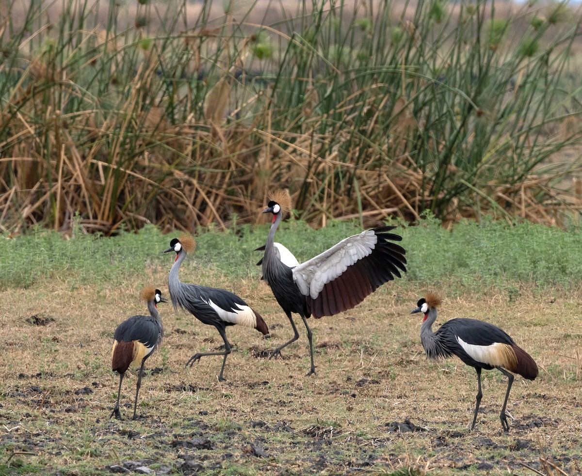 Gray Crowned-Crane - ML614490427