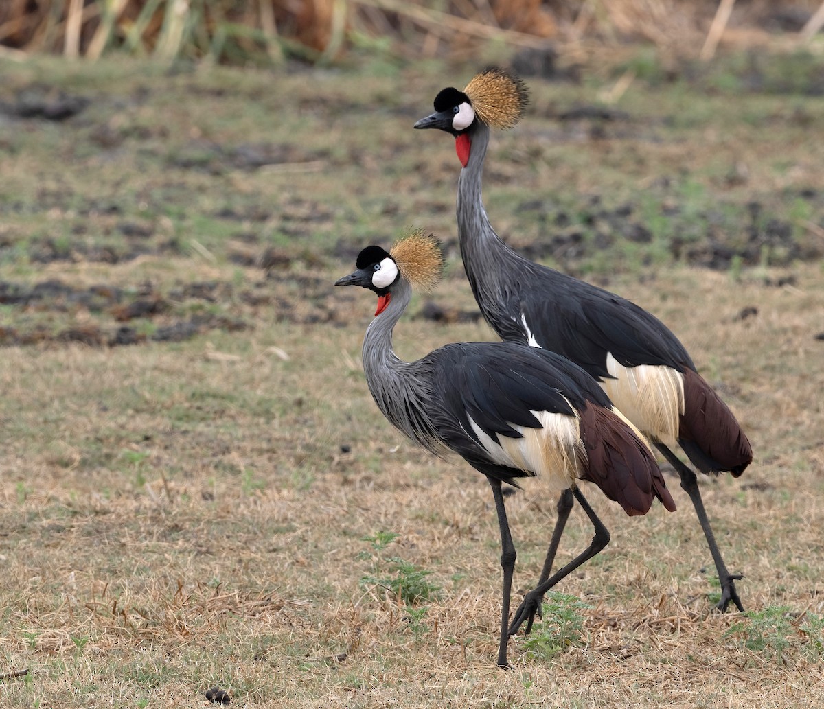 Gray Crowned-Crane - ML614490428