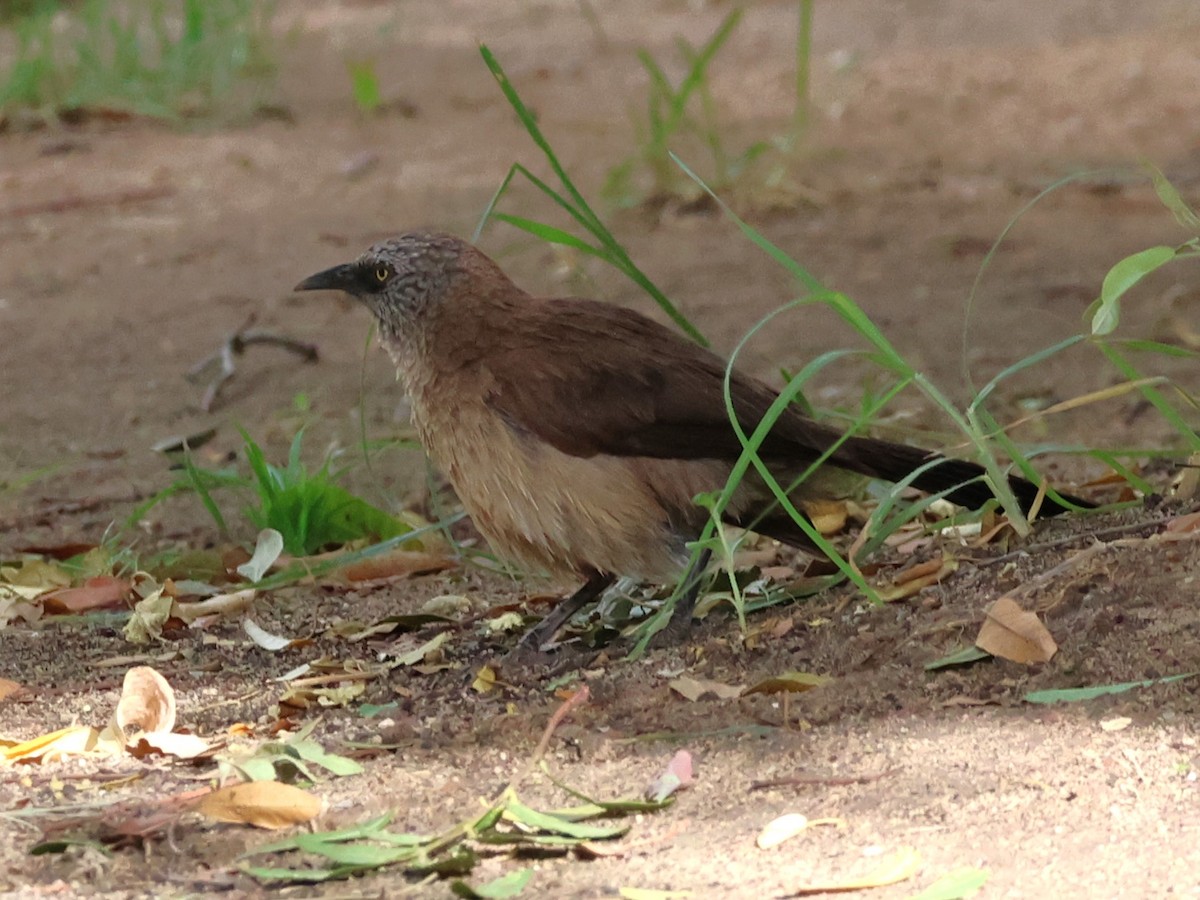 Black-faced Babbler - ML614490456