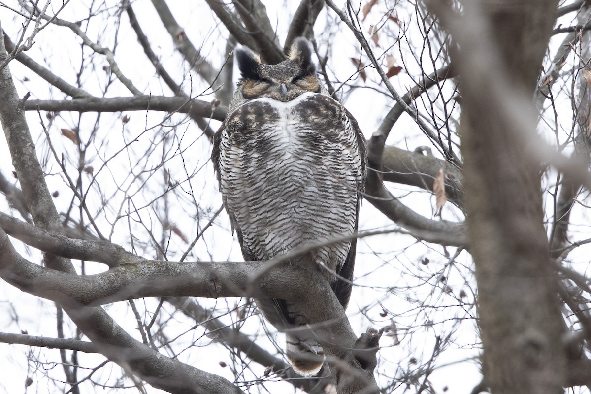 Great Horned Owl - ML614490460