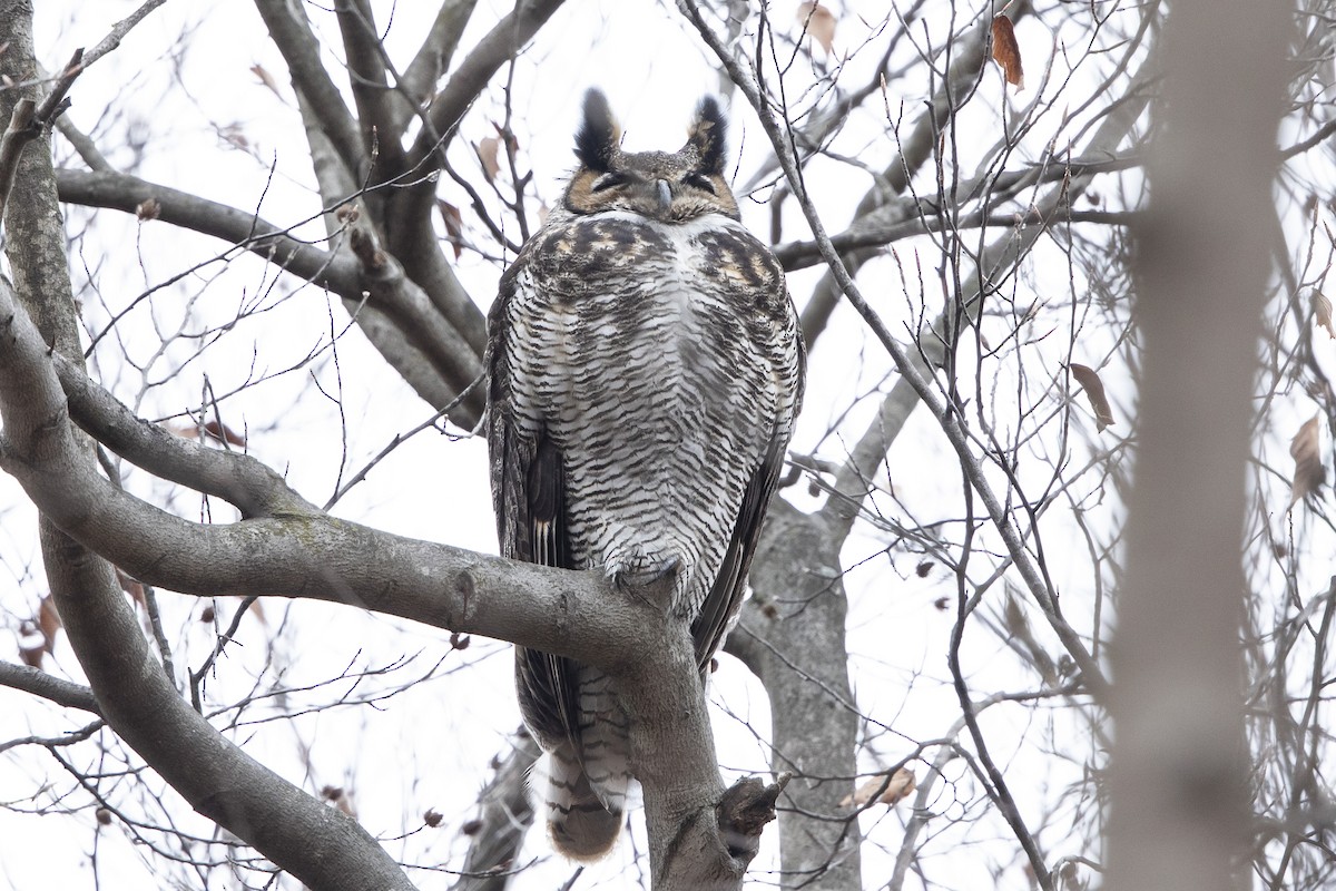 Great Horned Owl - ML614490461