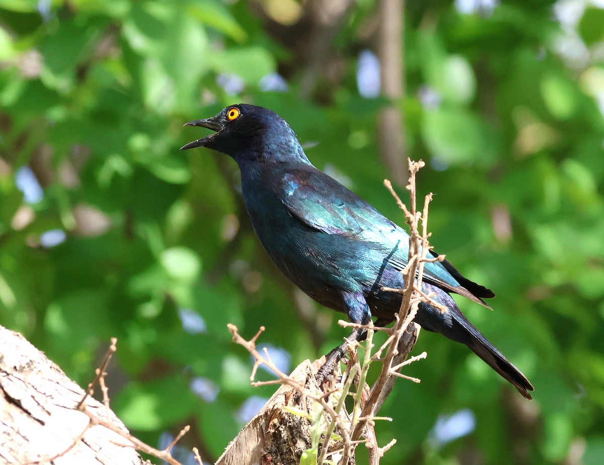 Cape Starling - ML614490477