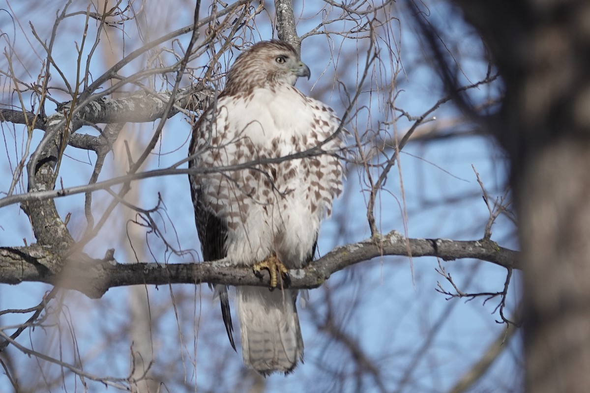 Red-tailed Hawk - ML614490517