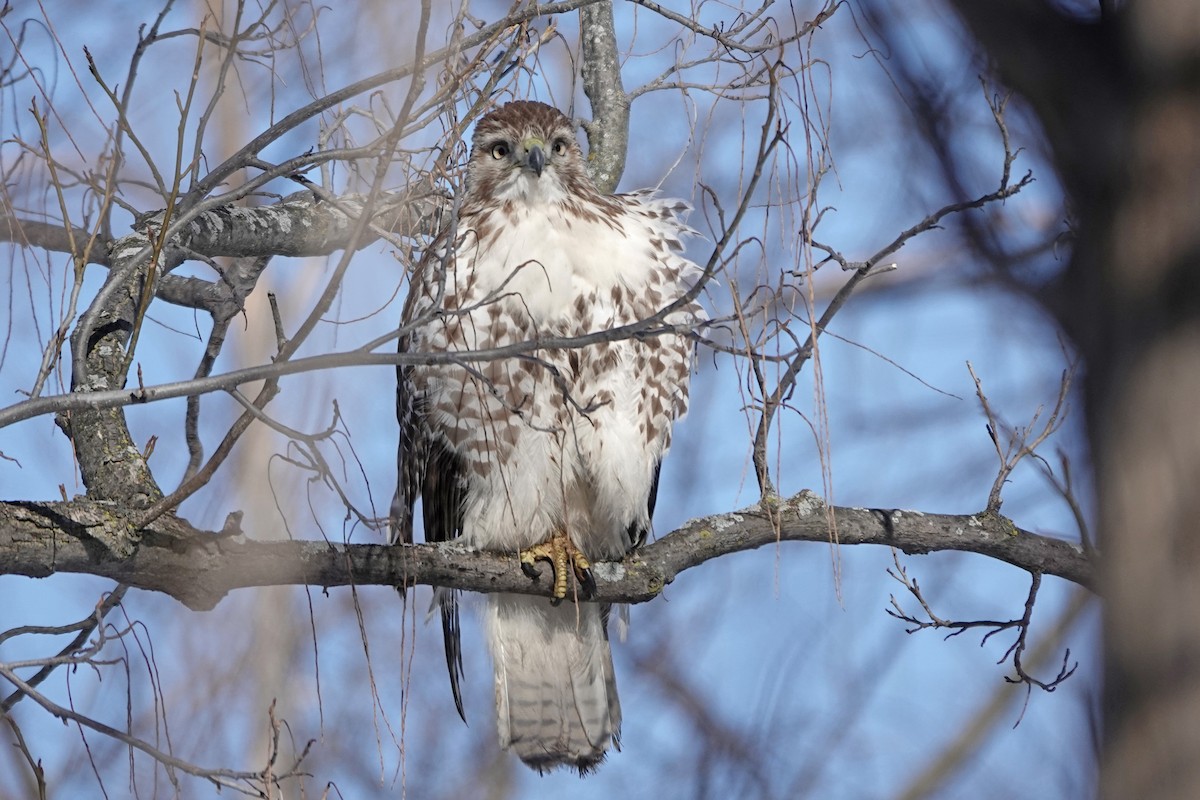 Red-tailed Hawk - ML614490518